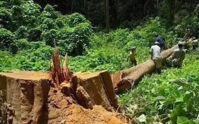 缅甸花梨（大果紫檀）逐渐成为红木家具的“主力军”。。。