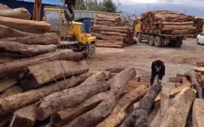 缅甸花梨凭什么，价钱一起上涨....